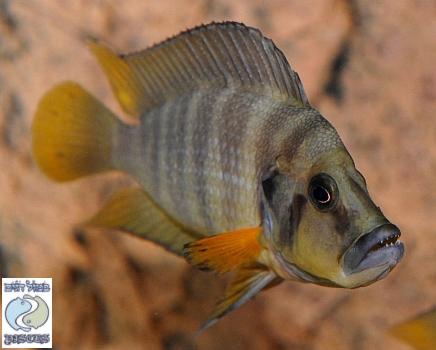 Altolamprologus compressiceps 'Chituta Bay'